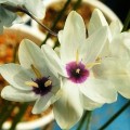 Ixia monadelpha Seeds - Indigenous South African Native Perennial Bulb Seed from Africa