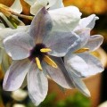 Ixia monadelpha Seeds - Indigenous South African Native Perennial Bulb Seed from Africa