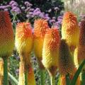 Kniphofia northiae Seeds - Sow Spring - Indigenous South African Bulbous Plant Seeds