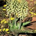 Lachenalia zebrina Seeds - Indigenous Bulb South African Seeds from Africa - Insured Flat Ship Rate