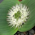 10+ Massonia echinata Seeds - Indigenous South African Native Perennial Bulb Seeds from Africa