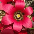 5 Romulea amoena Seeds - Indigenous South African Bulbs Seeds For Sale From South Africa