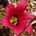 5 Romulea amoena Seeds - Indigenous South African Bulbs Seeds For Sale From South Africa