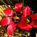 5 Romulea amoena Seeds - Indigenous South African Bulbs Seeds For Sale From South Africa