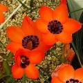 Sparaxis elegans Seeds - Indigenous South African Bulb Seeds To Buy In South Africa