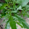 100+ Rocket Seeds - Eruca sativa Seeds - Culinary Herb Seeds For Sale in South Africa