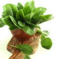Sorrel Seeds - Rumex acetosa Seeds - Perennial Herb - Leaf Vegetable