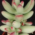 Crassula nudicaulis Seeds + Get FREE Seeds with ALL Orders - Indigenous South African Succulent