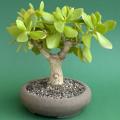 JADE TREE - Crassula ovata Bonsai Seeds - Indigenous South African Succulent + Free Bonsai eBook