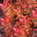Crassula rupestris, Kebab Bush Seeds - Indigenous South African Perennial Succulent Shrub
