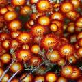 Drosanthemum speciosum - Orange ice-plant Seeds- Indigenous South African Endemic Succulent Shrub