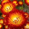 Drosanthemum speciosum - Orange ice-plant Seeds- Indigenous South African Endemic Succulent Shrub