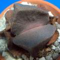 10+ Pleiospilos simulans Seeds - Split Rock - Rare Indigenous South African Succulent Mesemb