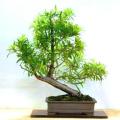 10+ Outeniqua Yellow Wood (Podocarpus falcatus) Bonsai Tree Seeds - Indigenous + FREE SEEDS