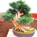 10+ Outeniqua Yellow Wood (Podocarpus falcatus) Bonsai Tree Seeds - Indigenous + FREE SEEDS