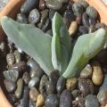 10+ Gibbaeum haagei Seeds -  Indigenous South African Endemic Succulent Mesemb - Sementes