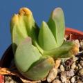 10+ Gibbaeum haagei Seeds -  Indigenous South African Endemic Succulent Mesemb - Sementes