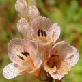 5 Gladiolus crassifolius Seeds - Indigenous South African Perennial Bulb - Combined Global Shipping