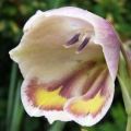 5 Gladiolus papilio Seeds - South African Indigenous Bulbous Plant Seeds from South Africa