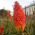 Kniphofia praecox Seeds - Indigenous South African Seeds - Bulb Seeds from Africa