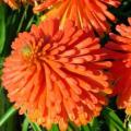 Kniphofia praecox Seeds - Indigenous South African Seeds - Bulb Seeds from Africa