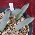 Albuca unifolia - Indigenous South African Perennial Bulb Seeds for Sale in South Africa
