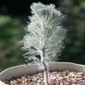 5 Eriospermum paradoxum Seeds - Indigenous South African Native Perennial Bulb Seeds from Africa