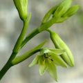 5 Galtonia viridiflora Seeds - Indigenous South African Perennial Bulb Seeds from Africa