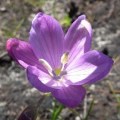 Geissorhiza hesperanthoides Seeds Indigenous South African Perennial Bulb Seeds from Africa