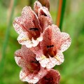 Gladiolus densiflorus Seeds - Indigenous South African Native Bulb Seeds from Africa