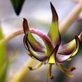 Ornithoglossum viride Seeds - Indigenous Endemic Perennial Bulb - Insured Flat Ship Rate New