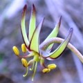 Ornithoglossum viride Seeds - Indigenous Endemic Perennial Bulb - Insured Flat Ship Rate New