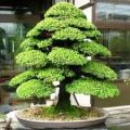 10 Cryptomeria japonica Bonsai Seeds - Sacred Japanese Red Cedar