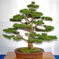 10 Cryptomeria japonica Bonsai Seeds - Sacred Japanese Red Cedar