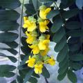 5 Calpurnia aurea Seeds - Natal Laburnum - Indigenous Evergreen Hardy Tree
