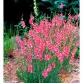 10 Diascia integerrima Seeds - Twinspurs - Indigenous Evergreen Flowering Perennial
