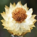 10 Helichrysum chionosphaerum Seeds - Indigenous Evergreen Flowering Perennial - New