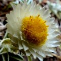 10 Helichrysum chionosphaerum Seeds - Indigenous Evergreen Flowering Perennial - New
