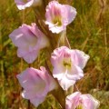 5 Gladiolus appendiculatus Seeds - Indigenous South African Perennial Bulb - Global Shipping
