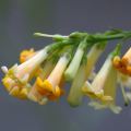 10 Freylinia lanceolata Seeds - Honeybells - Indigenous Perennial Flowering Shrub