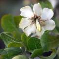 Gardenia cornuta Seeds - Natal Gardenia - Indigenous Shrub or Small Evergreen Tree