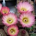 10+ Notocactus rutilans Seeds - Succulent Cactus - Combined Insured Worldwide Shipping