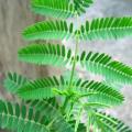 10 Illinois Bundleflower, Prairie Mimosa Seeds - Desmanthus illinoensis - Psychoactive Perennial