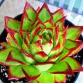 Echeveria agavoides 'Lipstick' Seeds - Buy Succulent Seeds From Africa