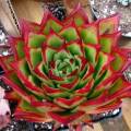Echeveria agavoides 'Lipstick' Seeds - Buy Succulent Seeds From Africa