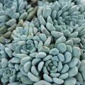 Echeveria amoena Seeds - Buy Succulent Seeds From Africa