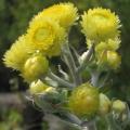 10+ Helichrysum foetidum Seeds - Indigenous Shrub Medicinal Herb Seeds - Ethnobotanical