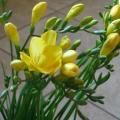 Freesia speciosa Seeds - Indigenous Rare South African Endemic Perennial Bulb - Flat Ship Rates