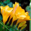 Freesia speciosa Seeds - Indigenous Rare South African Endemic Perennial Bulb - Flat Ship Rates