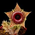 Huernia zebrina Seeds - Indigenous Succulents - Buy Seeds for African Succulents - Asclepiad